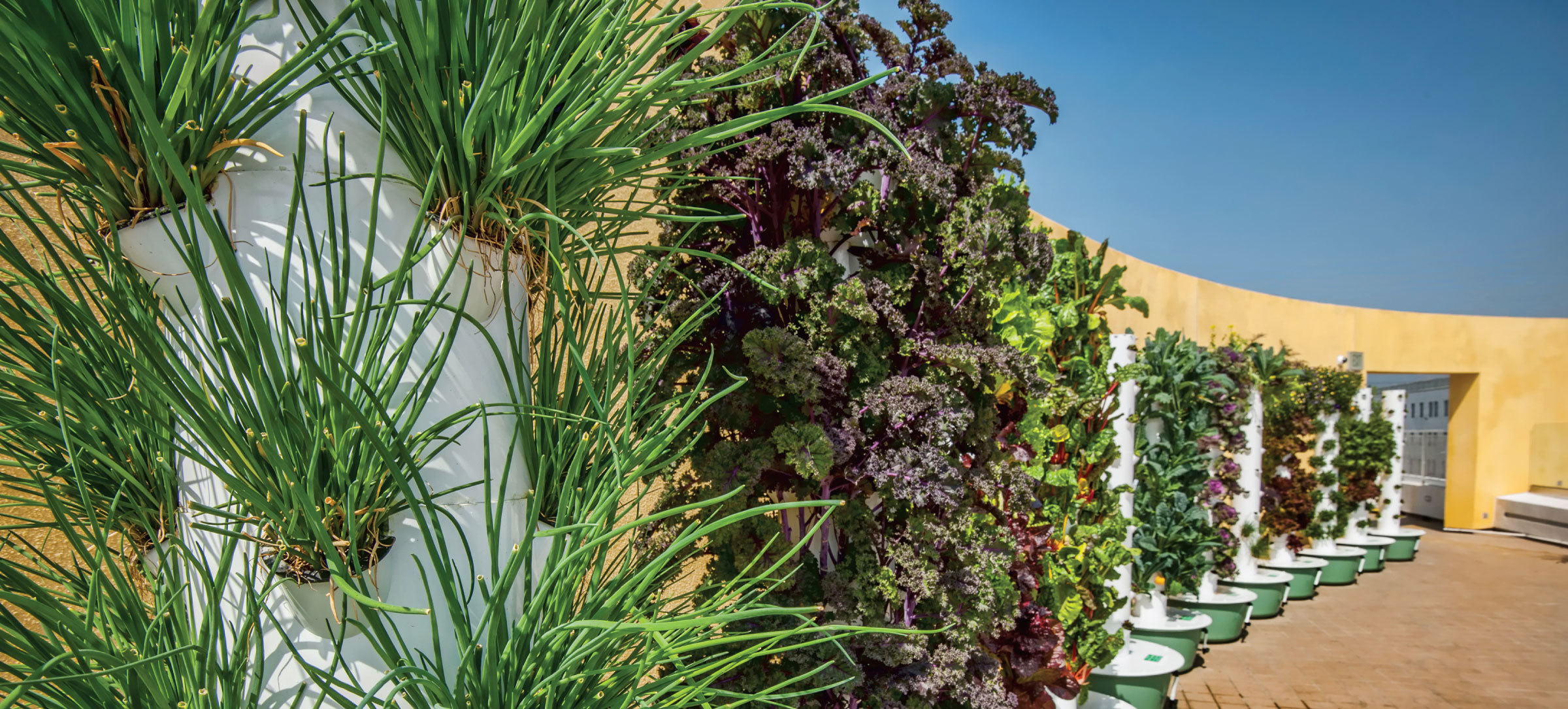 Completed_LathamArchitectural_StepUpVine_030